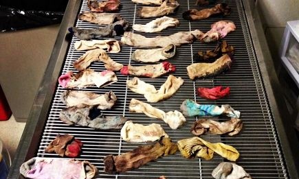 DoveLewis emergency animal hospital photo showing the socks that were removed from the dog's stomach. Photograph: AP