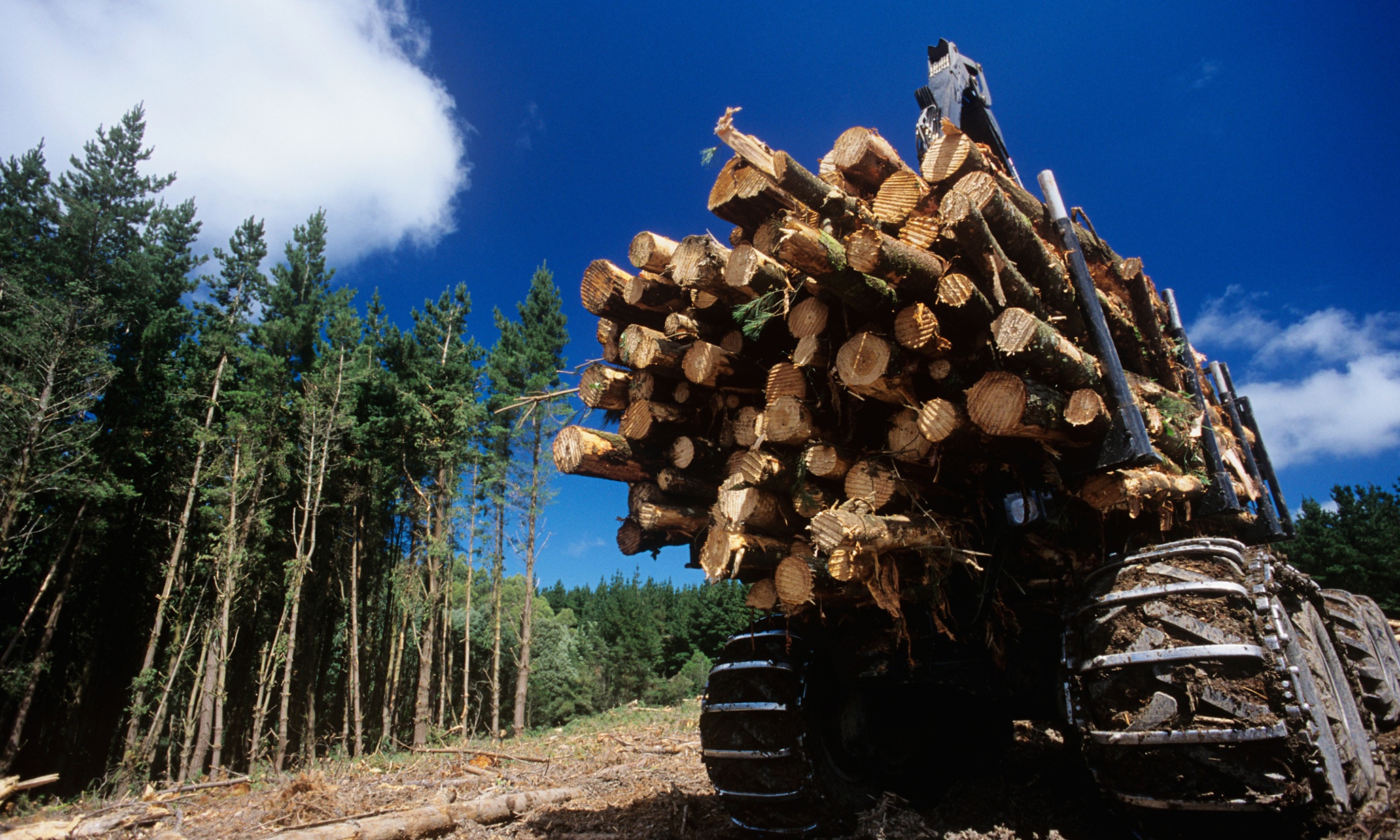 What’s the role of business in preventing deforestation