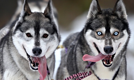 Siberian huskies