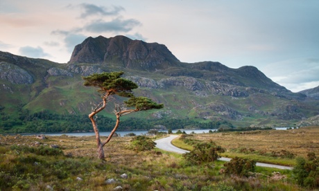 A lone pine tree standing in front of Loch Maree and Slioch.