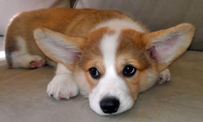 corgi