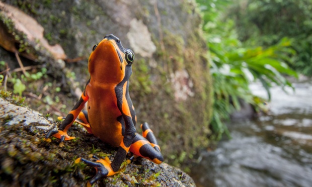 Years and decades after the disappearance of some species, they reappeared to the surprise and amazement of the scientific community. The Variable Harlequin Frog, Atelopus varius, disappeared from the forests of Costa Rica and Panama before being rediscovered in 2003. The reappearance of these Lazarus frogs could help us decipher how we prevent these and other frogs succumbing to extinction.