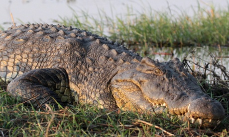 crocodile bile