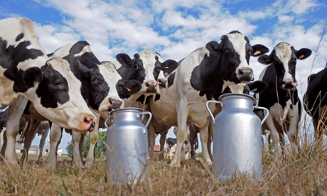 Prim'Holstein cows standing by milk churns in the field of a dairy farm in Sainte-Colombe-en-Bruilhois, southwestern France.
