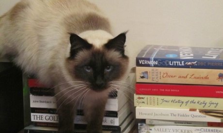 cat with books