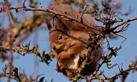 Red Squirrel