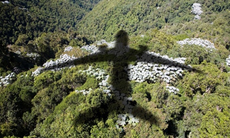 Shadow of an airplane over a forest