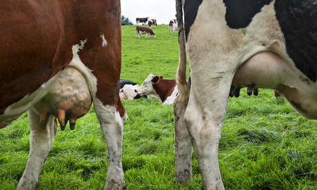 Dairy cattle at Flixton, Suffolk 