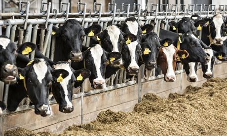 Cows dairy farm