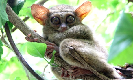The nocturnal Indonesian tarsier, seen here resting on a tree branch, can be monitored at night using image intensifiers and infra-red cameras.