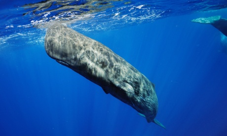Smart tagging systems can record speeds and sounds of whales a mile underwater and at pressures of 1500 lbs per square inch.