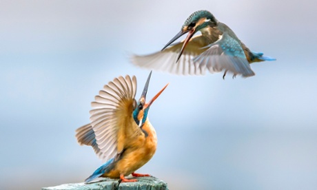 ‘That’s my perch!’ Kingfishers at Dal Lake, Srinagar.