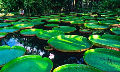 Pamplemousse botanical garden