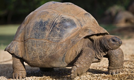A giant aldabra tortoise at La Vanille Reserve des Mascareignes Crocodile Park.