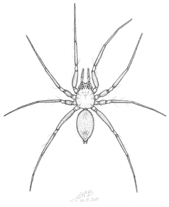The horrid ground-weaver spider, Nothophantes horridus.