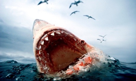 Great White Shark Carcharodon carcharias Water level view in South Africa