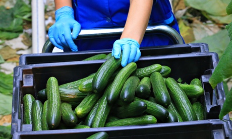 Agricultural worker and a crate of cucumbers
