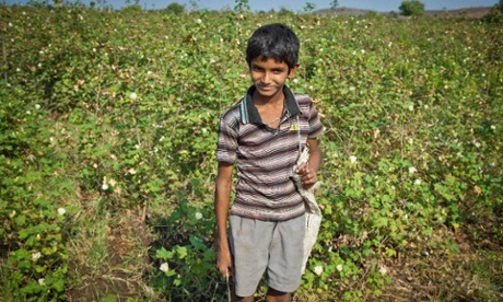 Young boy working in a cotton field in India.