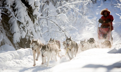 Huskies on forest trails near the Aurora Safari Camp.
