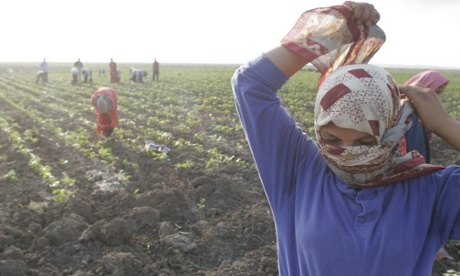 Child cotton workers in Turkey. 