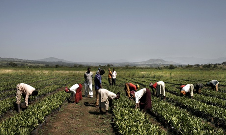 Ethiopia Palm Oil Plantations And Workers