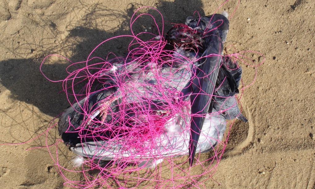 Uttarayan: concerns over bird fatalities during kite festival in India