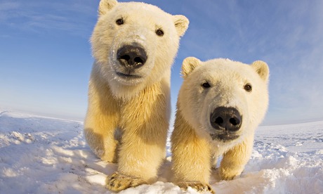 Polar bears migrate north as rising temperatures hasten Arctic ice melt
