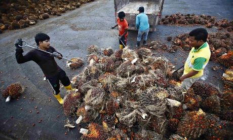 Workers collect palm oil fruits in a factory near Kuala Lumpur