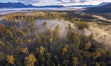 Tasmania forest