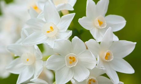 'Powerful perfume': Narcissus Scilly Spring.