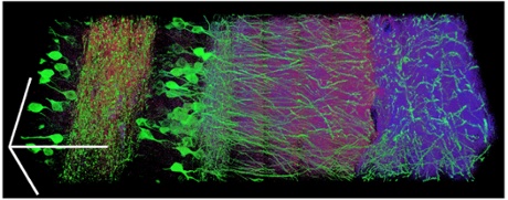 Scalable 3D super-resolution microscopy of a portion of the mouse hippocampus showing neurons (green) and synapses (blue) and red). Scale bar = 100 microns. Fei Chen/ Paul Tillberg/ Ed Boyden/ MIT.