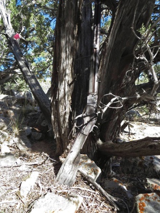 A Winchester Model 1873 found by park workers in Great Basin National Park, Nevada, leaning against a tree.