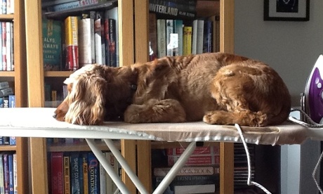 Jessie sleeping on the ironing board