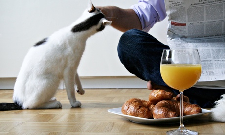 Low section view of man feeding cat on floor
