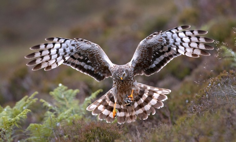 hen harrier (Circus cyaneus), adult female landing with a prey, United Kingdom, Scotland, Sutherland