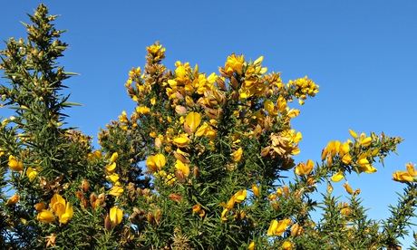 gorse