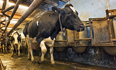 A cow at a dairy farm