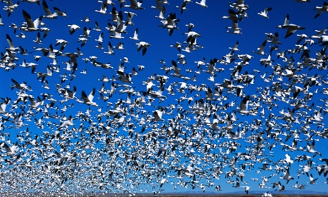 Annual bird migration. 
