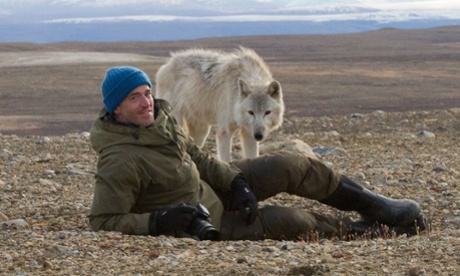 'Mesmerising viewing':  Gordon Buchanan in The Snow Wolf Family and Me.