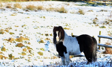 Pony in the snow
