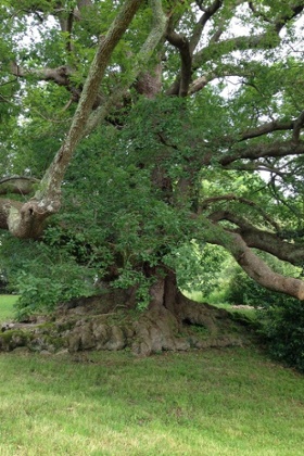great tree in france