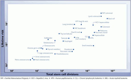 Cancer rate risk versus total stem cell divisions.
