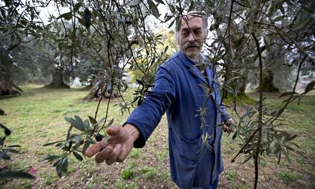 An Italian olive oil producer
