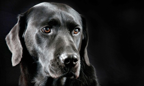 black labrador with a black backdrop