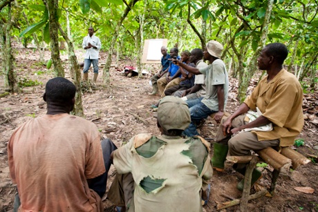Local cocoa farmers meet with professional agronomists to learn how to improve their harvest and to organize and share the farm work among themselves without resorting to child labour. 