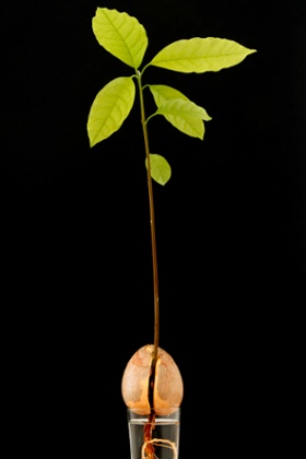 Alys Fowler: avocado