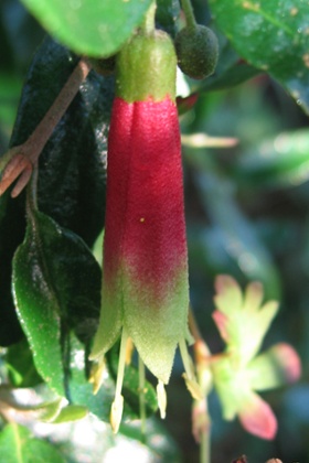 Correa glabra v. turnbullii