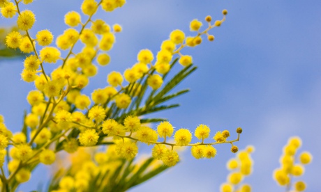 Close up of mimosa tree blossom and blue sky