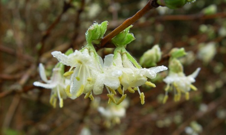 Winter-flowering honeysuckle (Lonicera fragrantissima) in bloom.