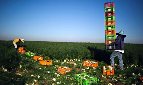 MDG : Thai workers in Israel collect freshly harvested fennel near Kibbutz Sa'ad